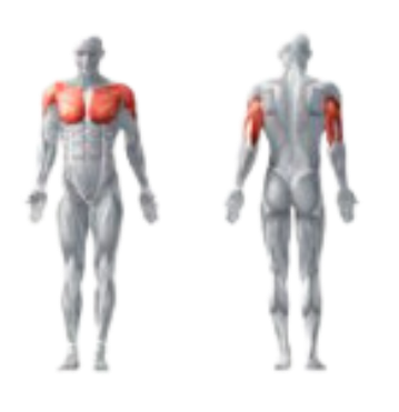 Spiergroepen die de chest press traint